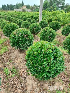 冠幅100厘米金森女贞球