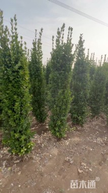 高度180厘米北海道黄杨柱