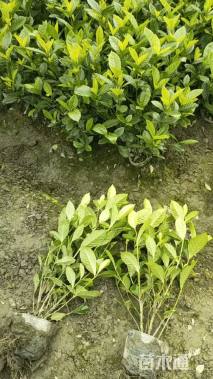 高度40厘米大叶栀子