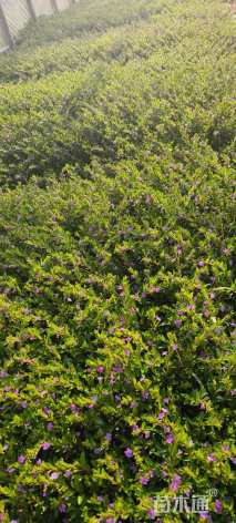 高度30厘米满天星