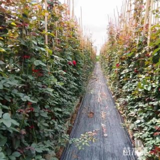 180厘米藤本月季