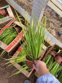 高度45厘米金叶石菖蒲