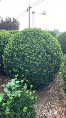 冠幅160厘米小叶女贞球