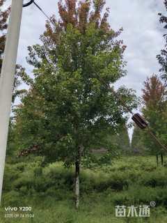 15公分美国红枫