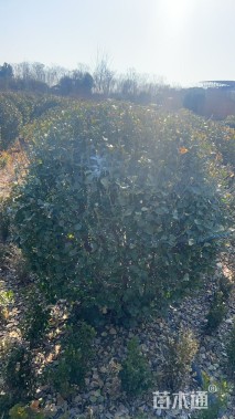 冠幅20厘米卫矛球