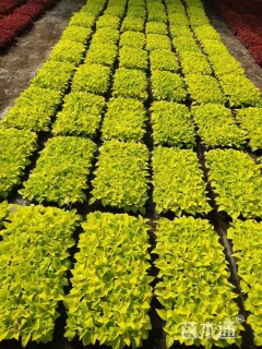 高度20厘米彩叶草