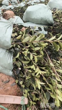 高度30厘米油茶