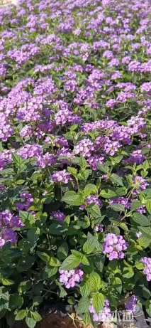 高度20厘米马缨丹