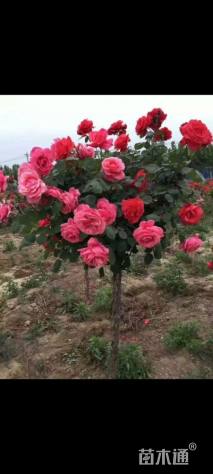 高度140厘米棒棒糖月季