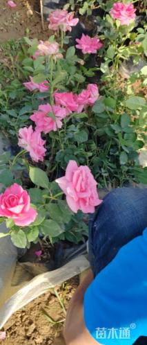 高度30厘米月季