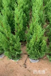 高度120厘米塔柏