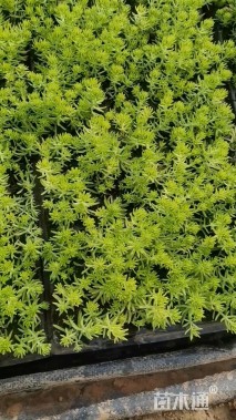 高度5厘米金叶佛甲草