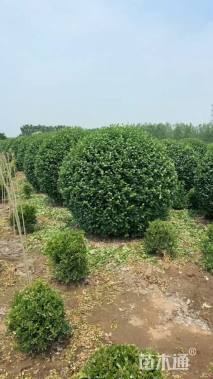 冠幅80厘米无刺枸骨球