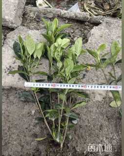 高度25厘米大叶栀子小苗