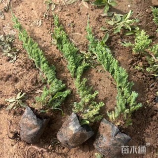 高度30厘米铺地柏