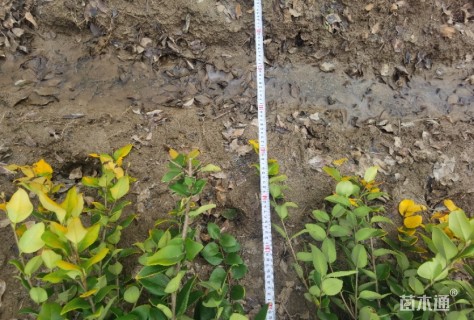 高度70厘米金森女贞