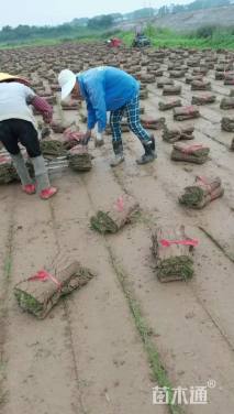 草卷状百慕大草