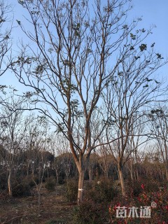 24公分黄山栾树