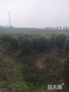 冠幅150厘米大叶黄杨球