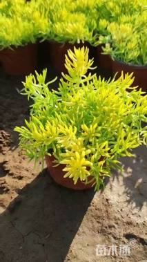 高度12厘米金叶佛甲草