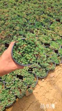 高度5厘米中华景天