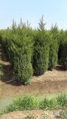 高度50厘米蜀桧