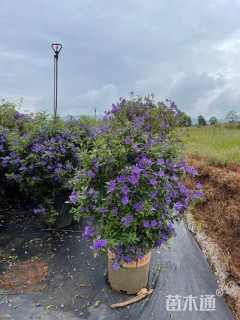 高度80厘米雪茄花