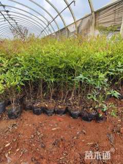 高度30厘米南天竹