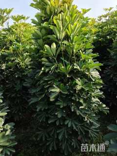 高度225厘米鸭脚木