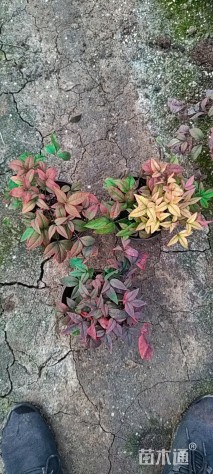 高度20厘米火焰南天竹