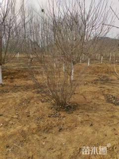 高度300厘米丛生贴梗海棠