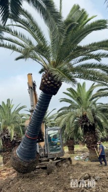 裸干高500厘米加拿利海枣