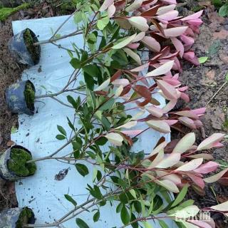 1公分红叶石楠大杯