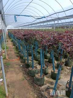 高度130厘米月季