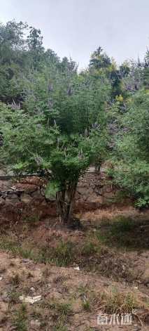 高度250厘米黄荆