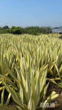 高度80厘米万年麻