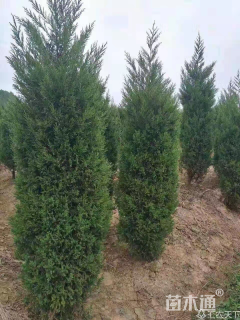 高度460厘米蜀桧