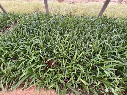 高度15厘米百子莲