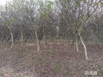 8公分紫薇
