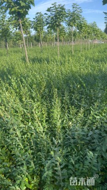 高度70厘米水蜡