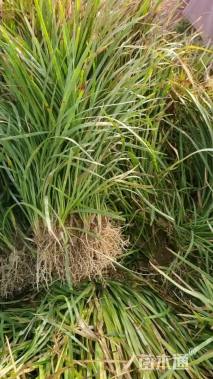 高度15厘米麦冬