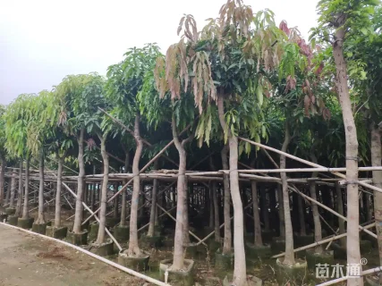 5公分芒果树