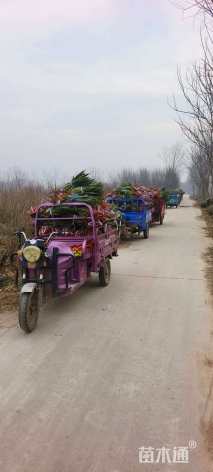 高度80厘米丝兰