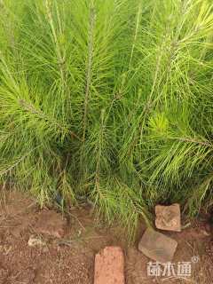 0.8公分湿地松