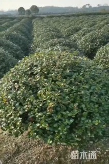 冠幅200厘米无刺枸骨球