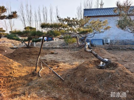 19公分造型赤松