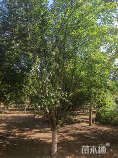 13公分垂丝海棠