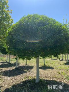 5公分高杆卫矛球