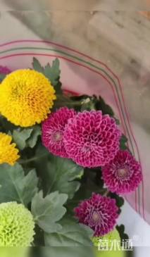 高度20厘米乒乓菊