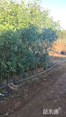 高度180厘米红叶石楠绿篱苗